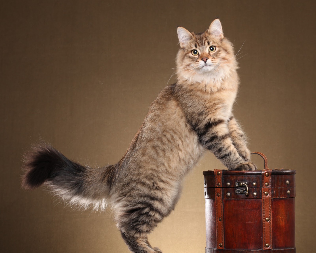 Сибирский кот позирует на коричневом фоне