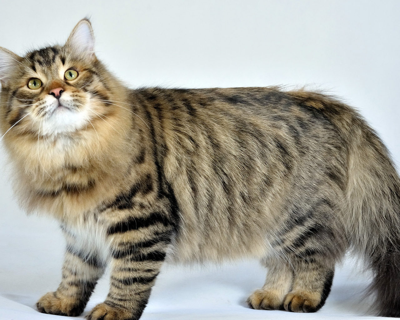 Сибирский кот позирует на белом фоне