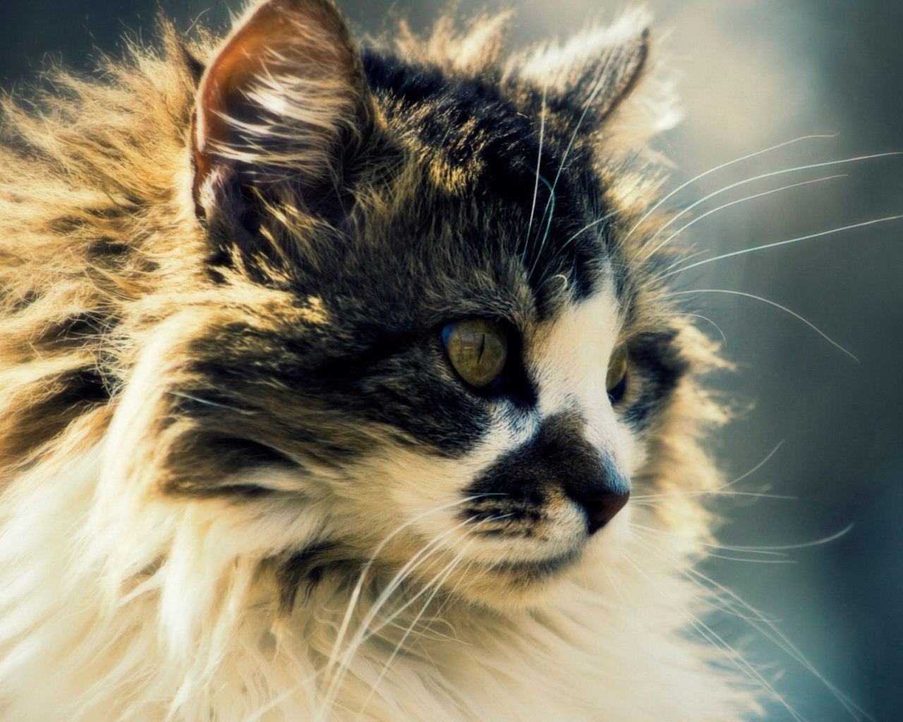 Сибирский кот с интересным окрасом