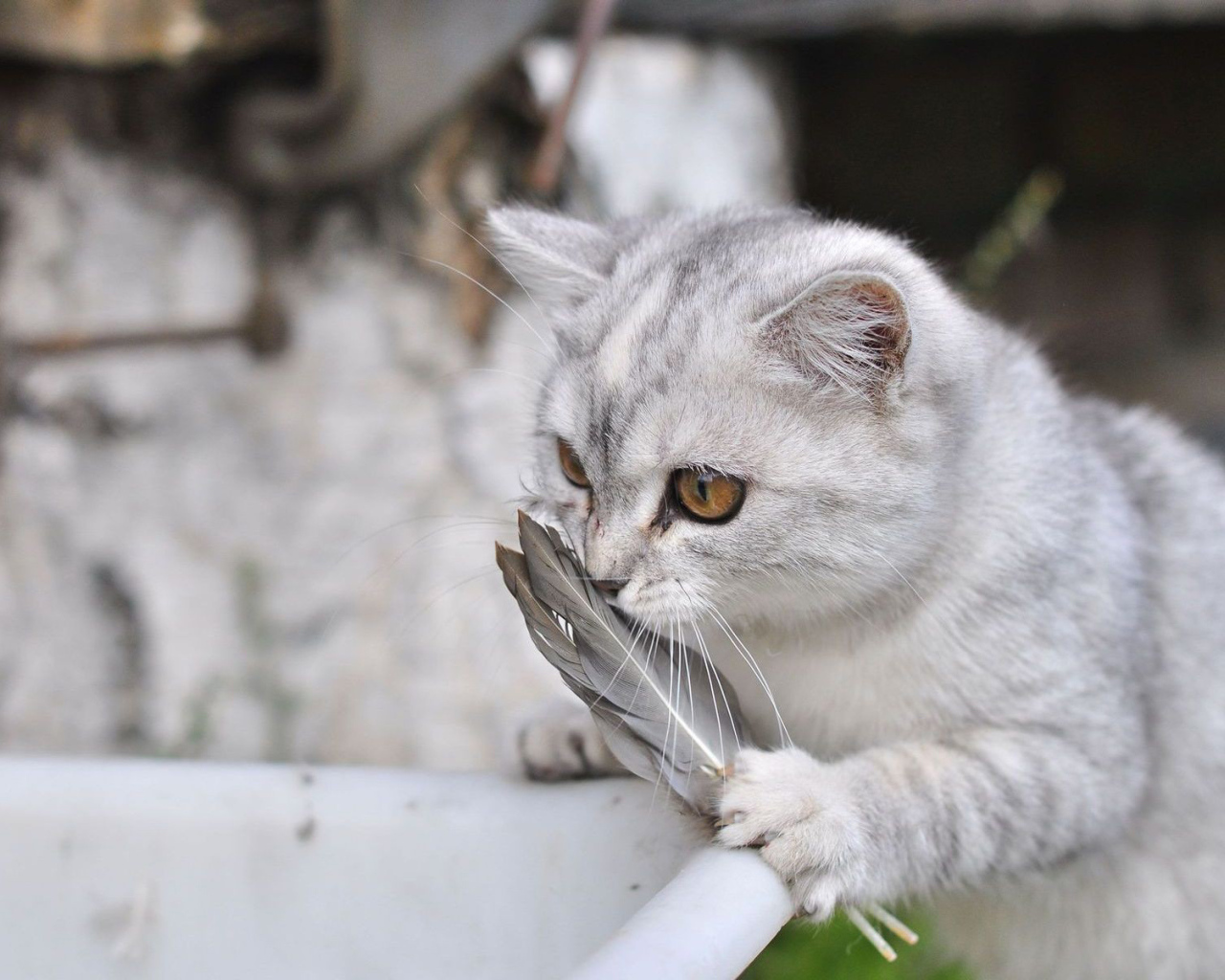 Серебристый кот и перо