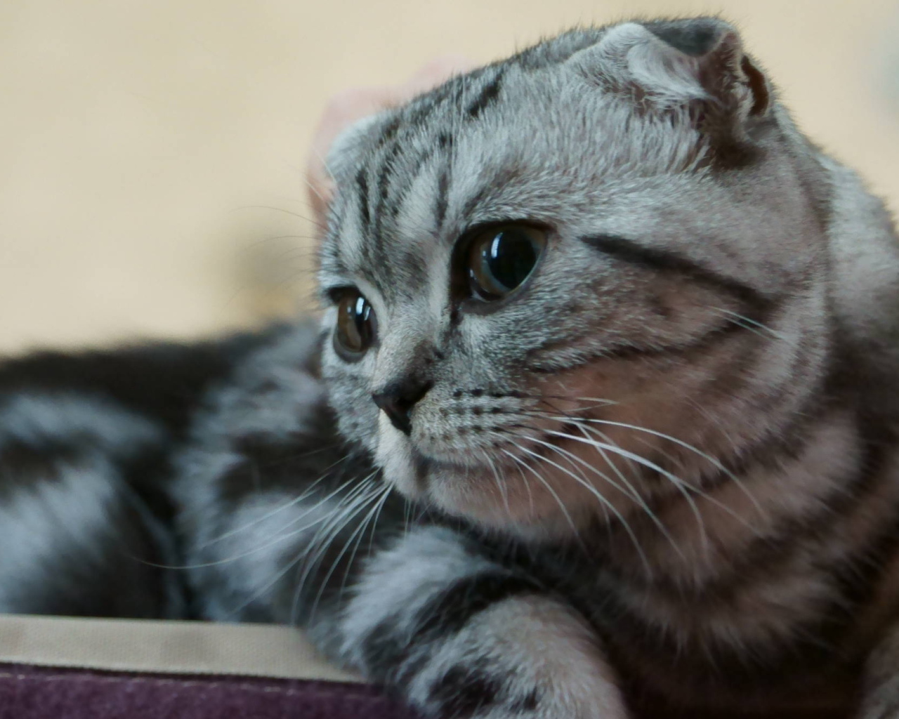 Серебристый красивый шотландский вислоухий кот