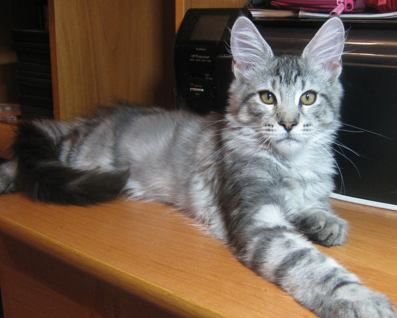 Серебристый молодой кот породы мейн-кун