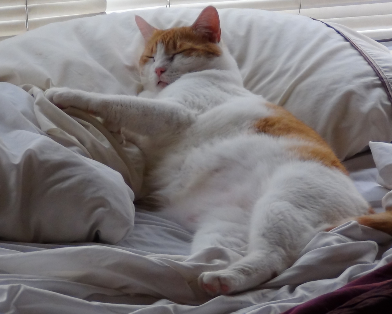 Спящий толстый котик