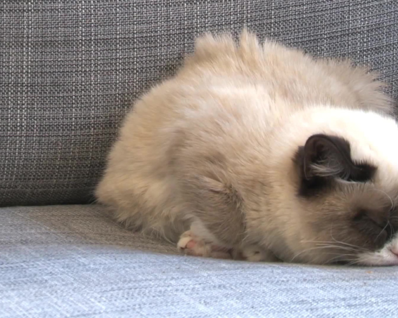 Спящий недовольный кот