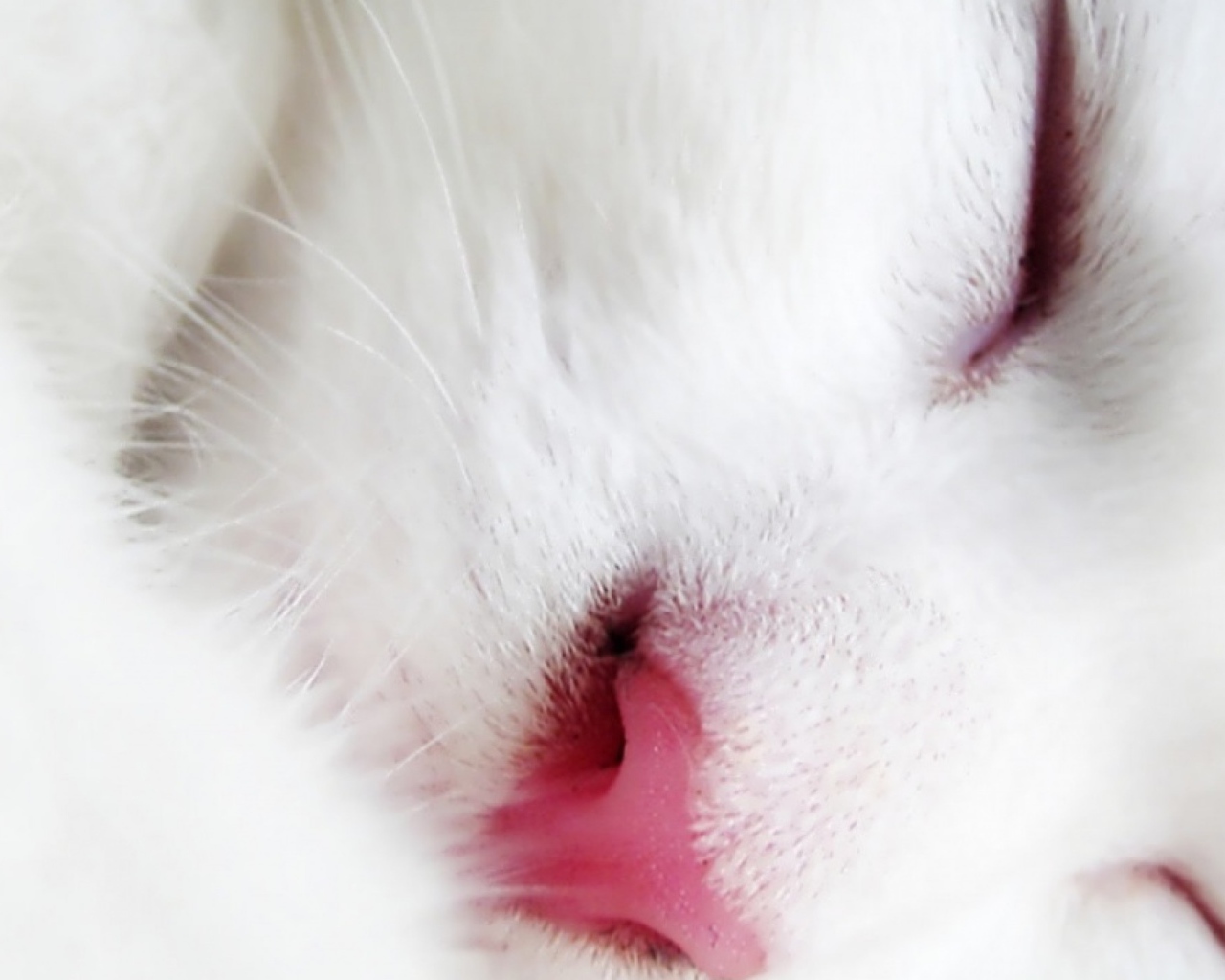 Спящий белый кот крупным планом