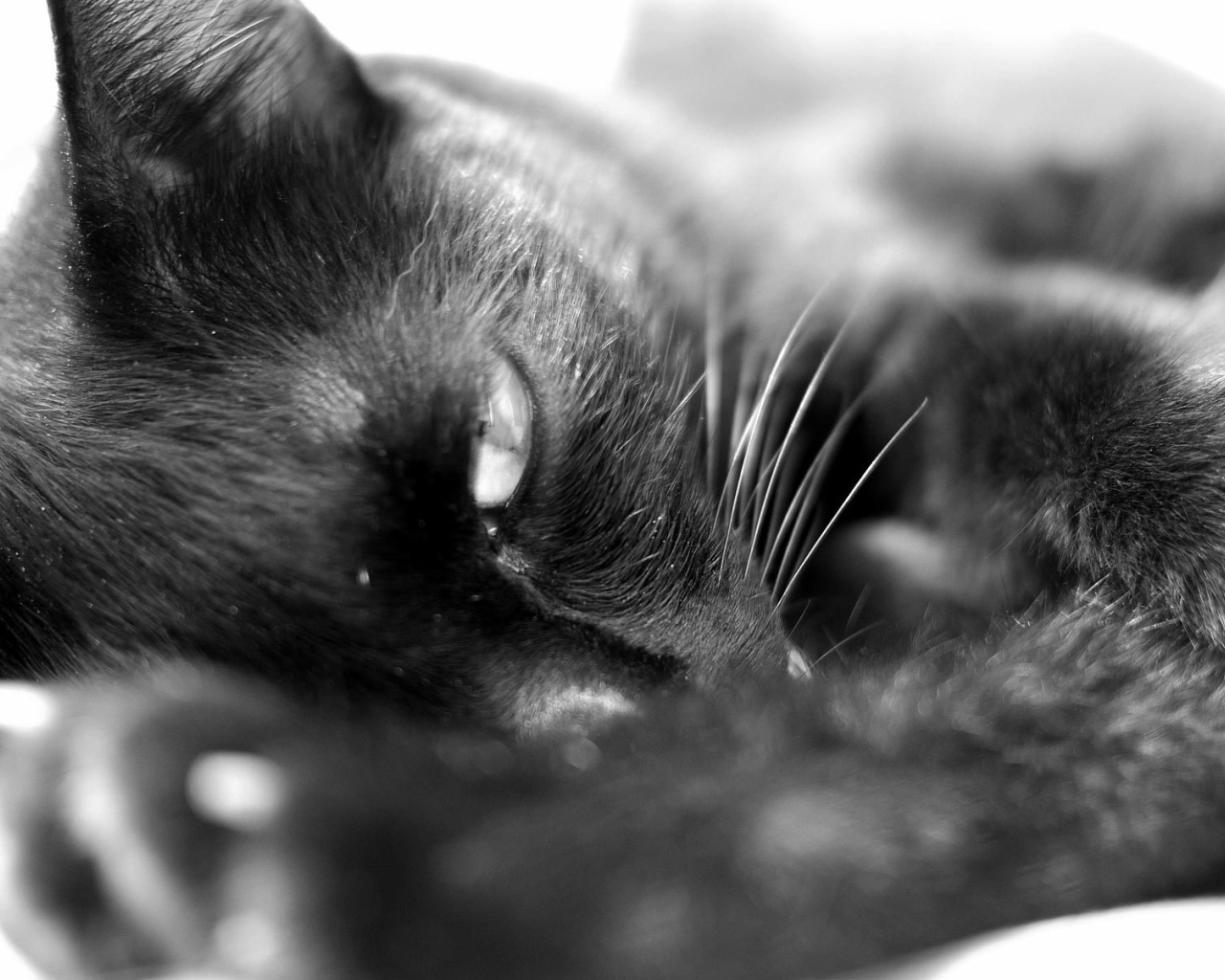 Sleepy black cat
