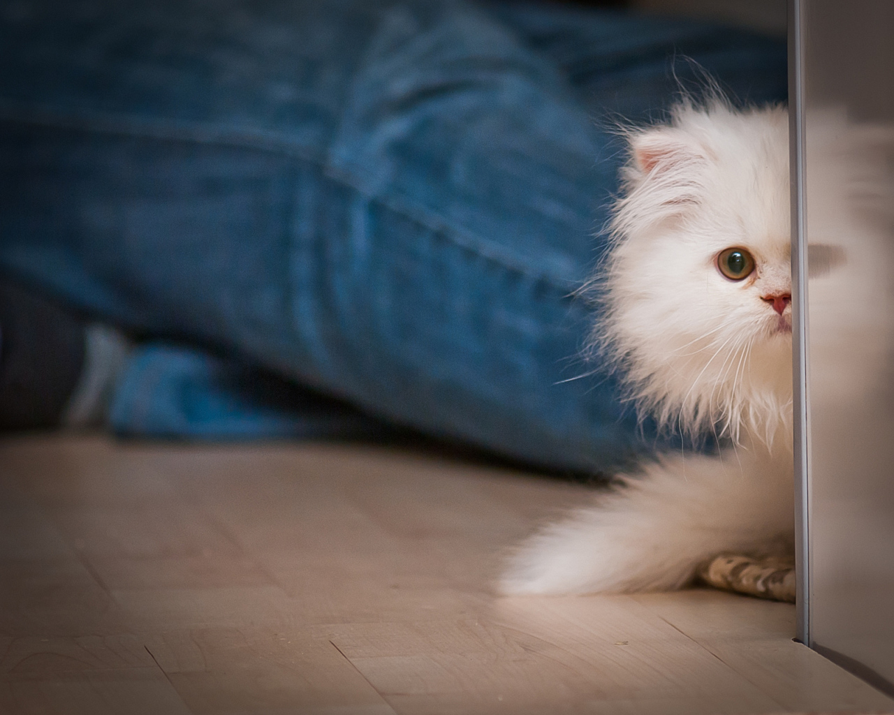 Маленький персидский кот прячется