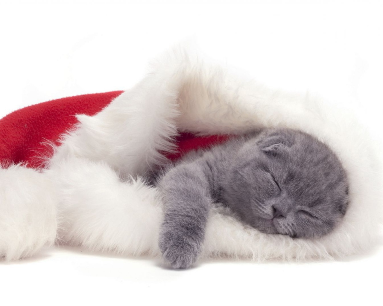Маленький шотландский вислоухий кот спит в новогодней шапке