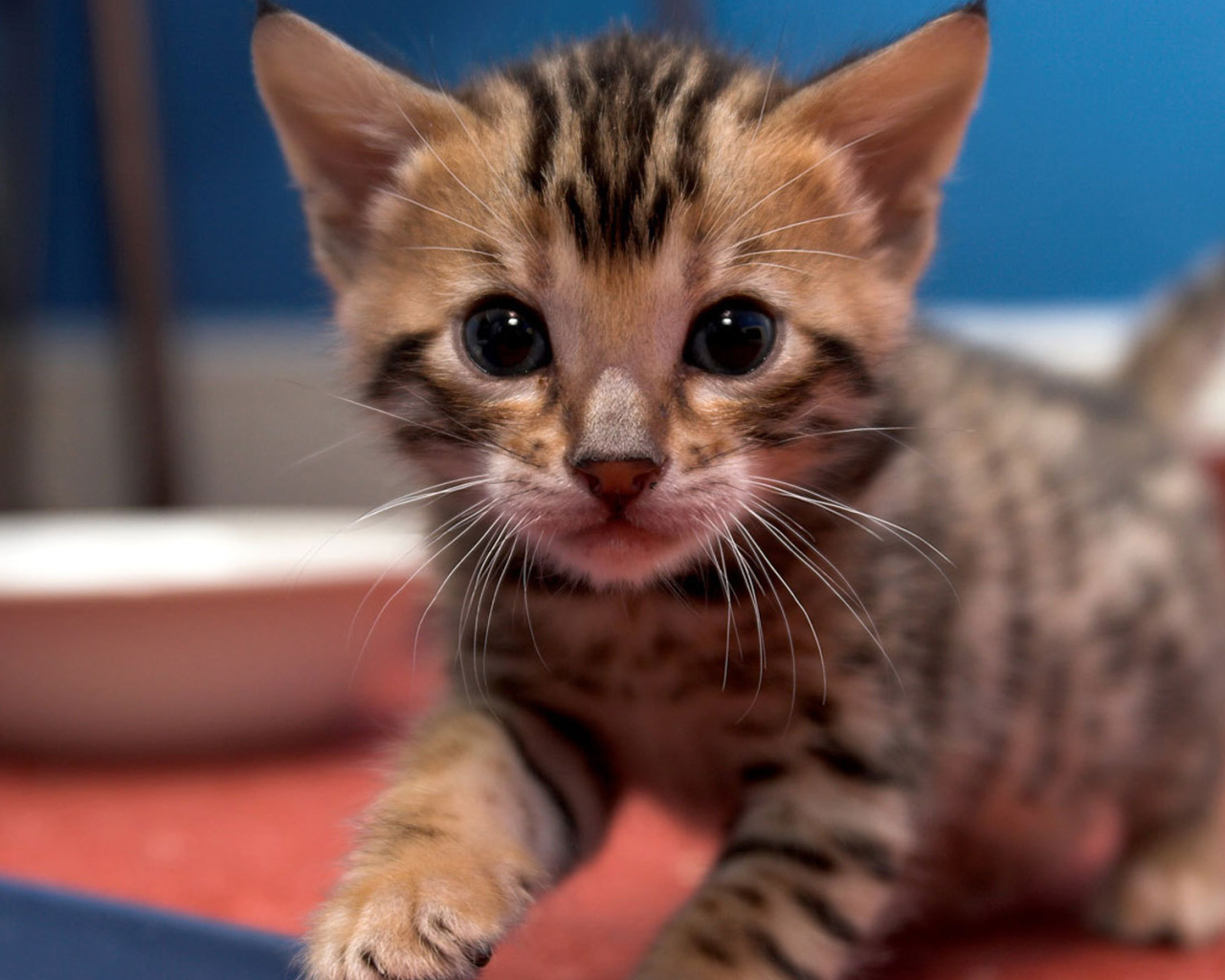 Маленький красивый бенгальский кот ищет маму
