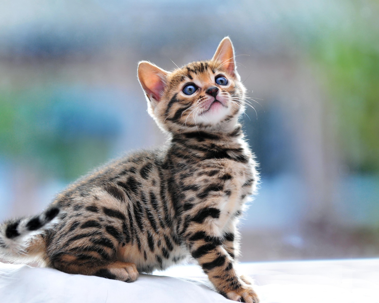 Маленький красивый бенгальский кот что-то увидел