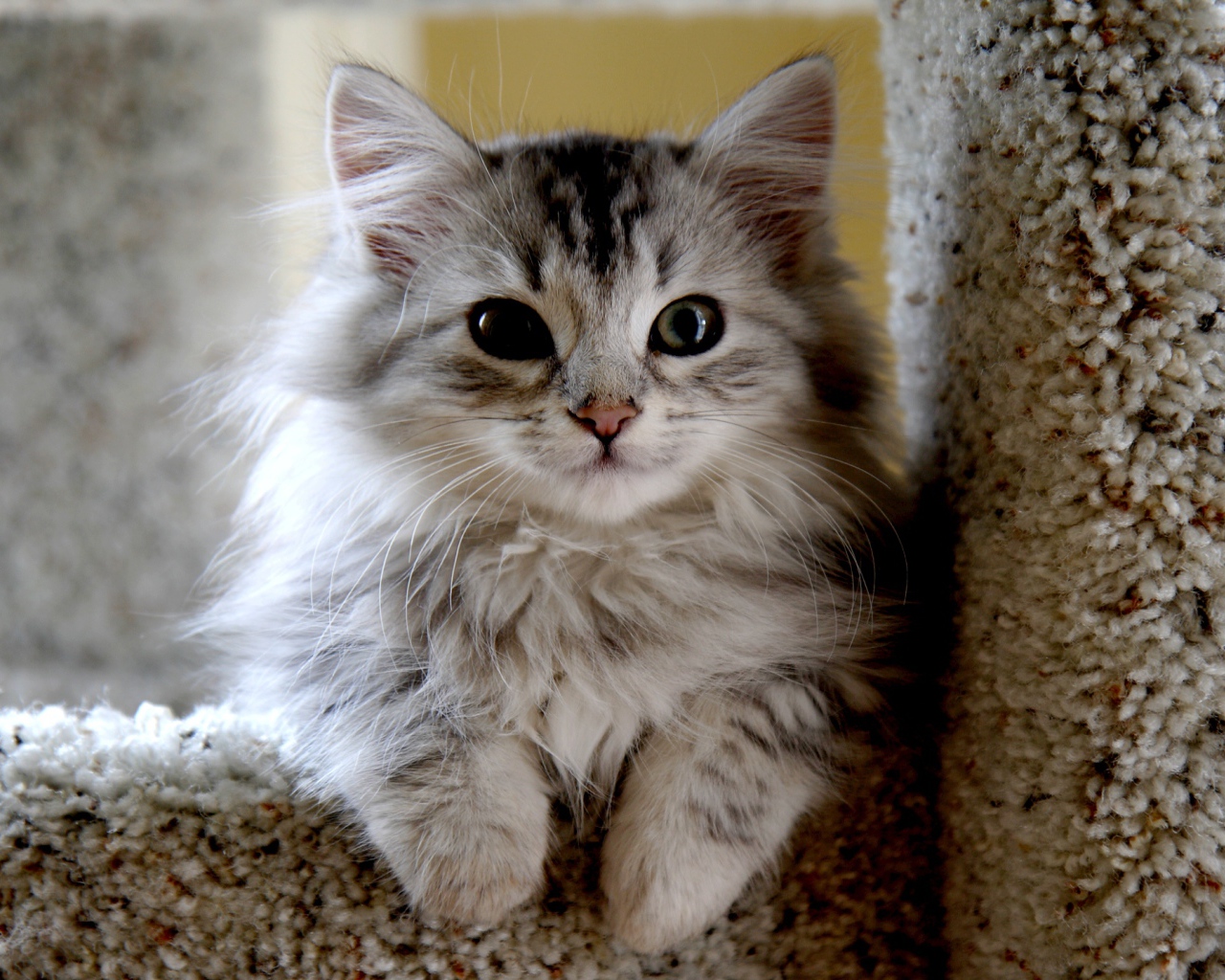 Маленький красивый сибирский кот