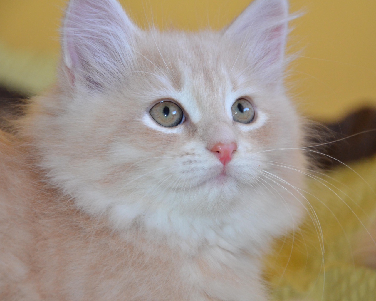 Маленький красивый сибирский кот крупным планом