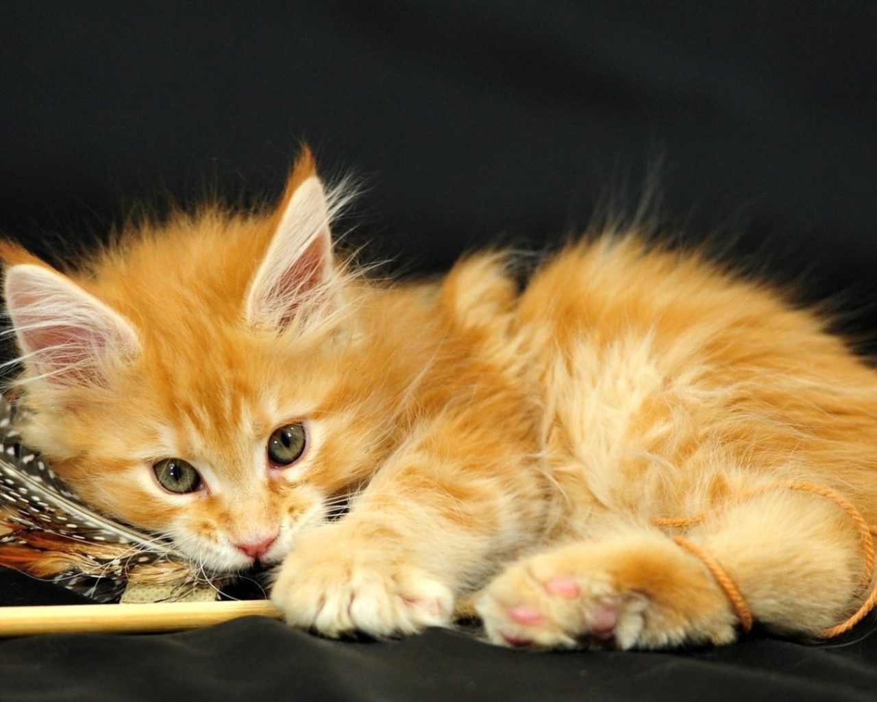 Маленький красивый рыжий кот и перо