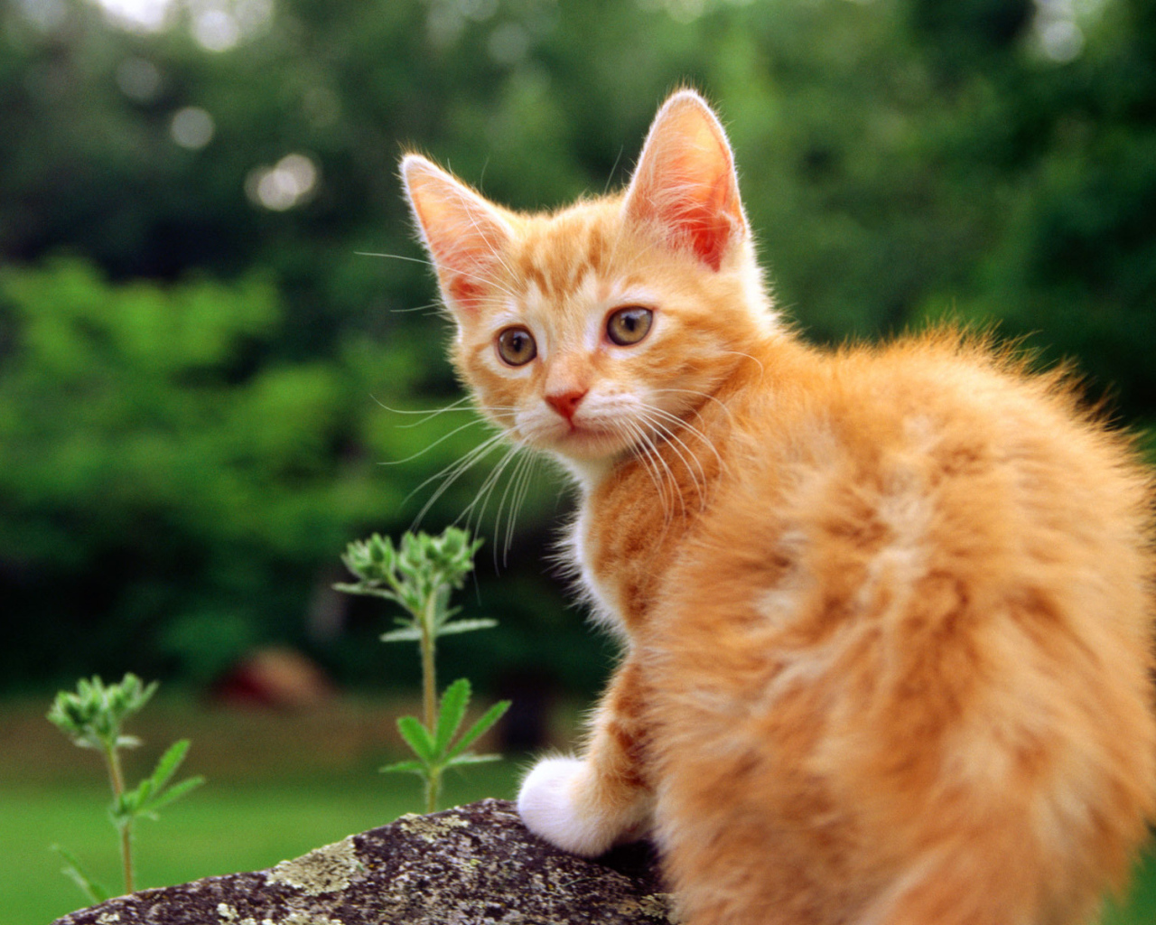 Маленький красивый рыжий кот на камне