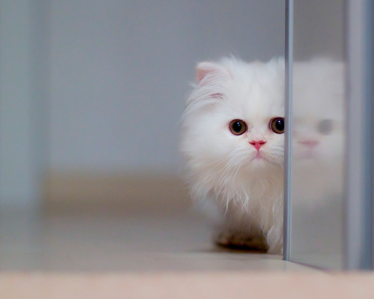 Маленький красивый белый кот спрятался