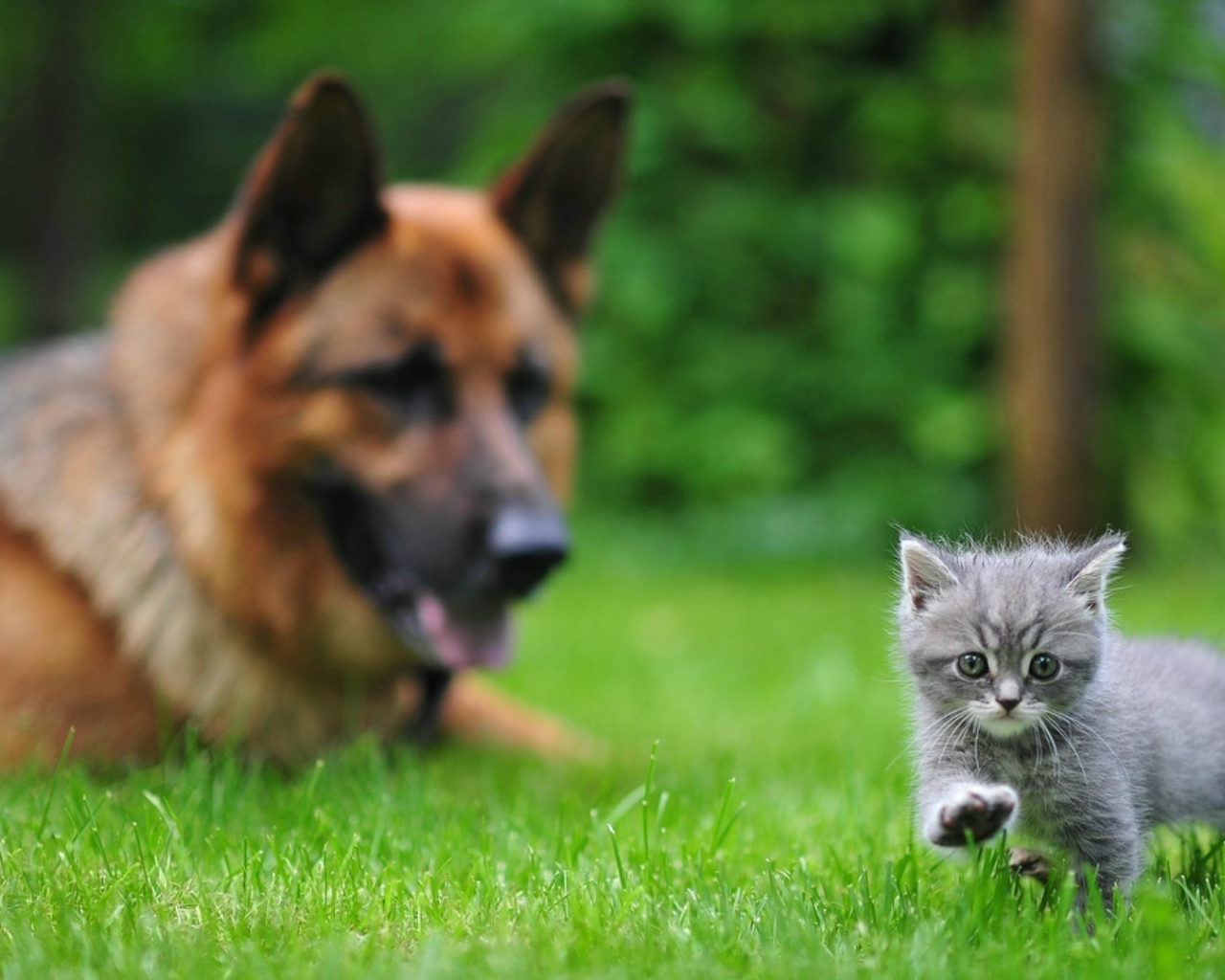Маленький кот и большой пёс, первые шаги