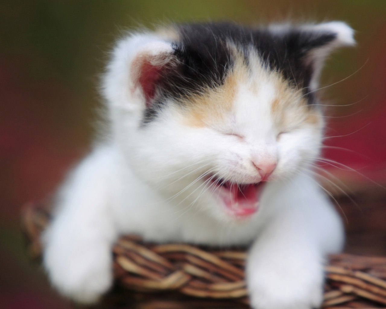 Маленький кот зовёт маму