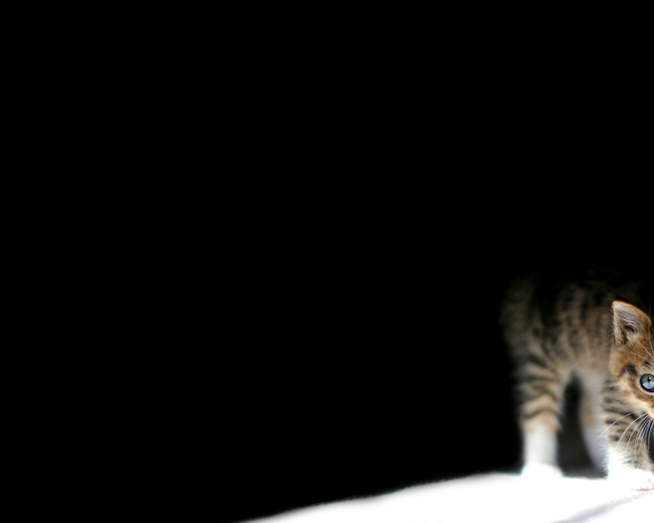 Маленький кот выглядывает из темноты