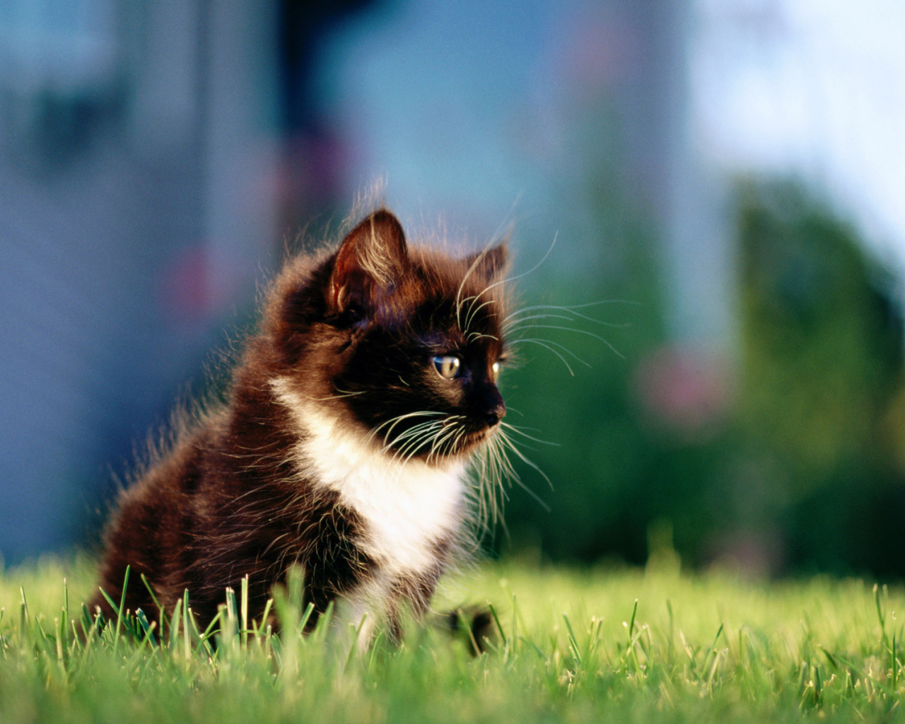 Маленький пушистый чёрный кот с белой грудкой на траве