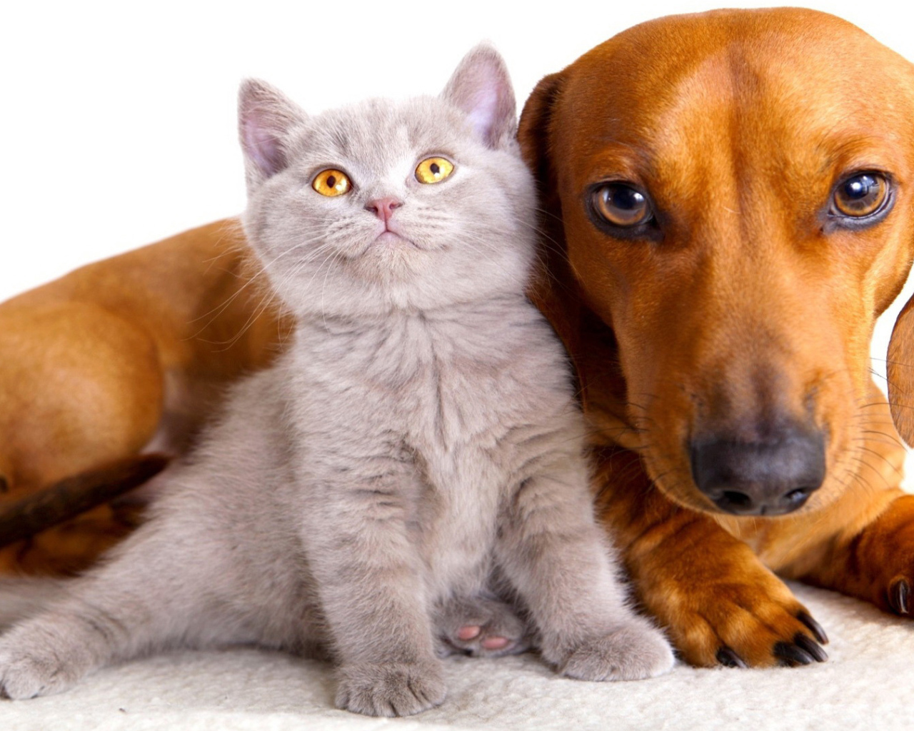 Серый маленький кот и пёс
