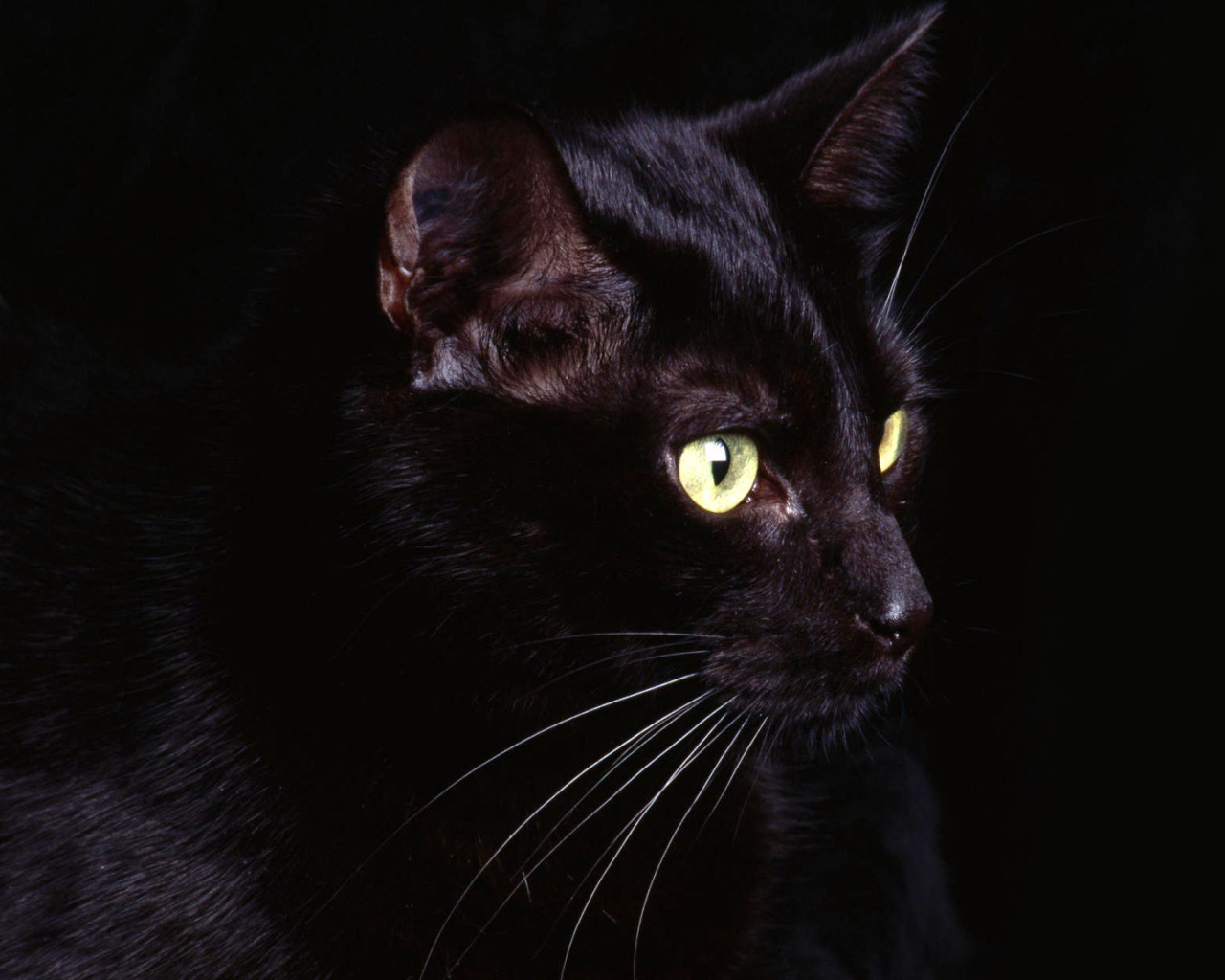 Маленький усатый чёрный кот на чёрном фоне