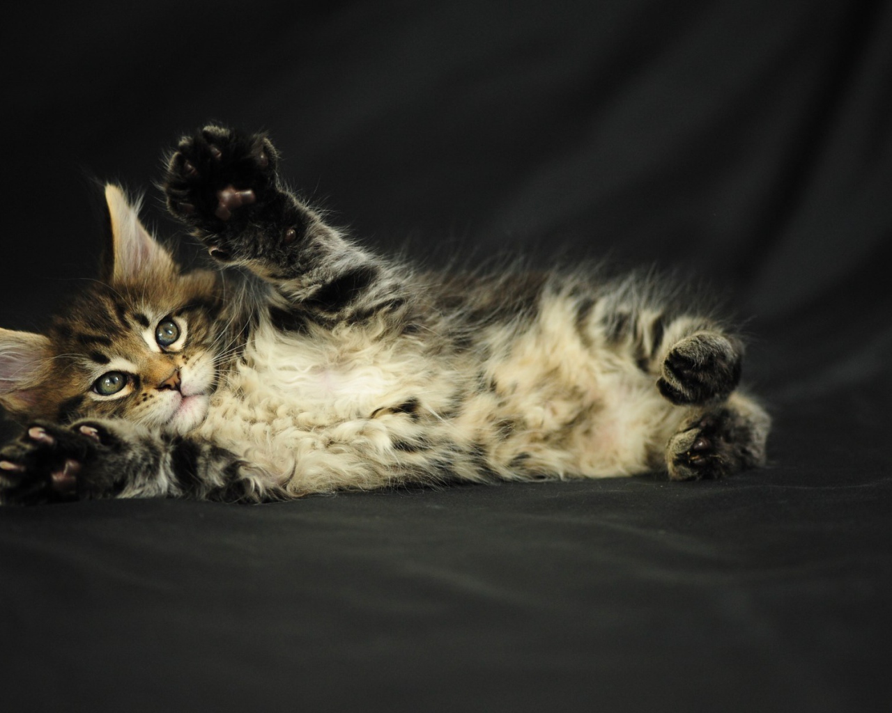 Маленький игривый кот мейн-кун на чёрном фоне