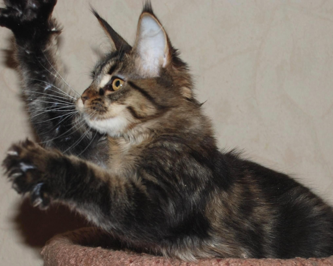 Маленький игривый кот мейн-кун