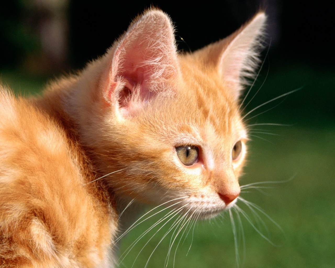 Маленький рыжий кот на природе