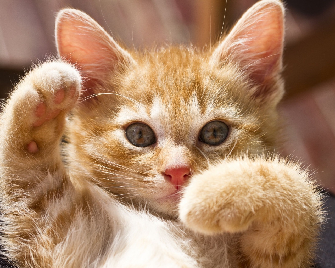 Маленький рыжий кот играется