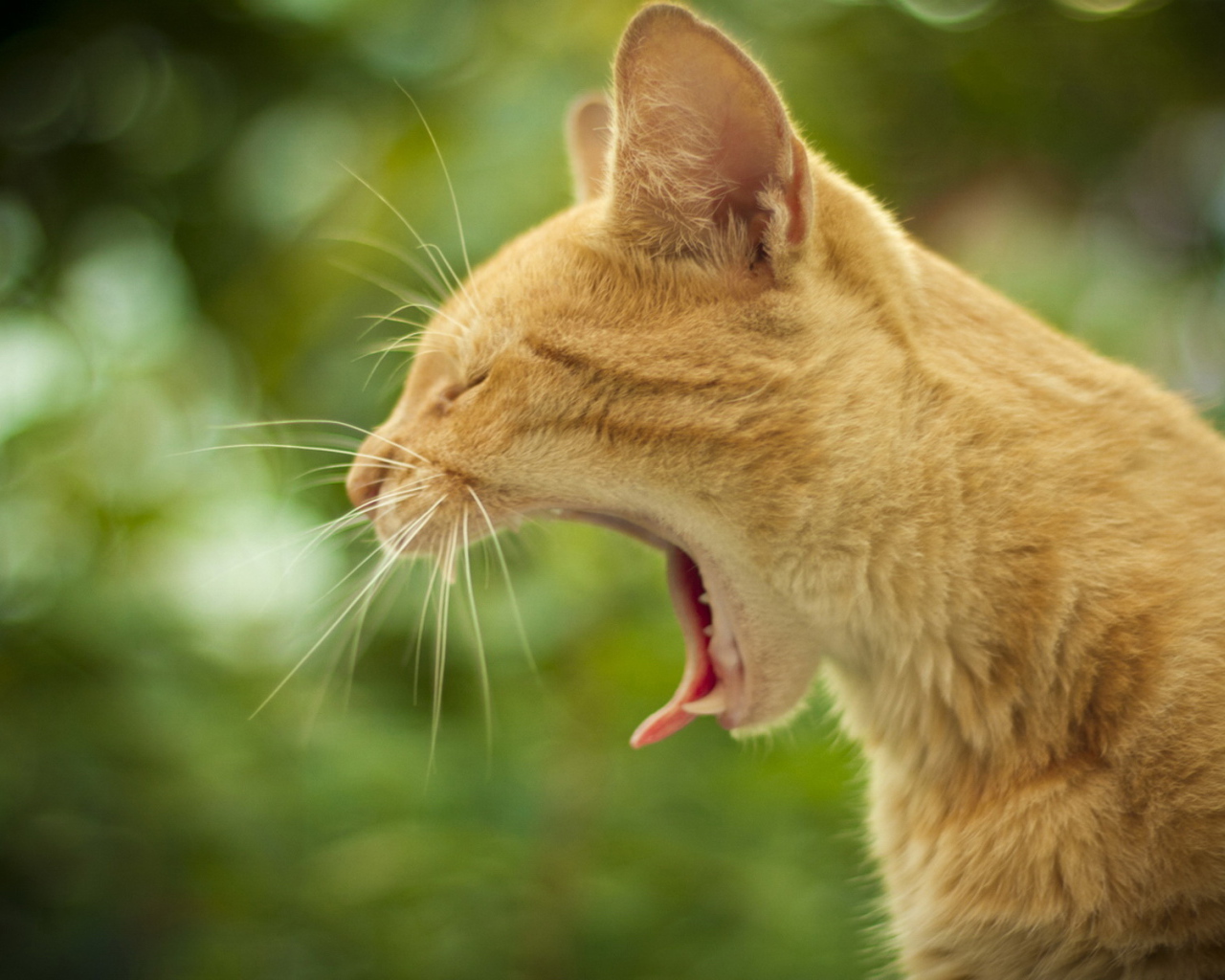 Маленький рыжий кот зевает