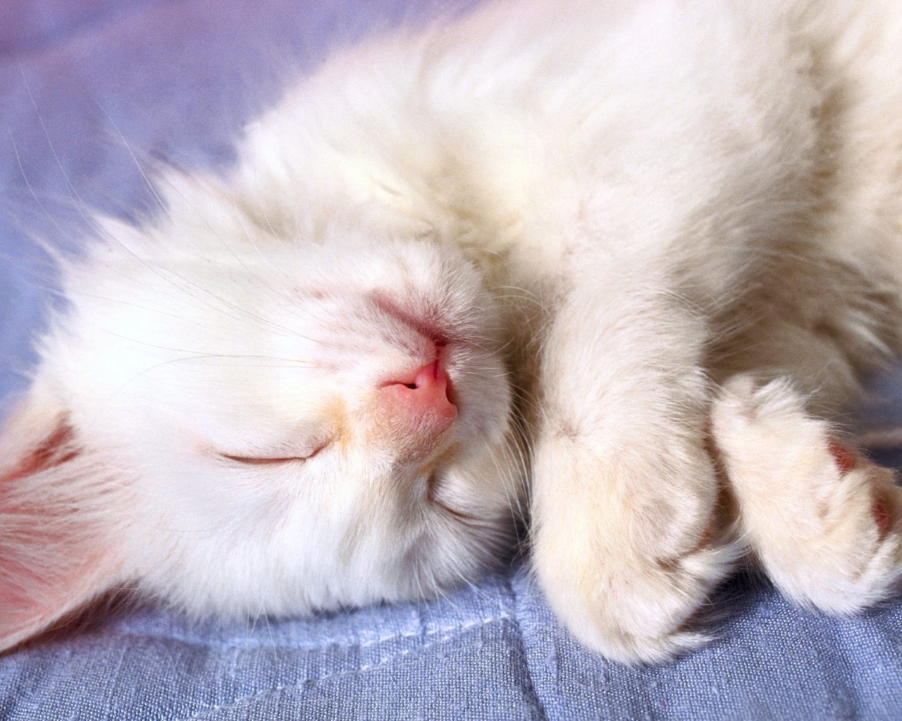 Маленький белый кот видит десятый сон