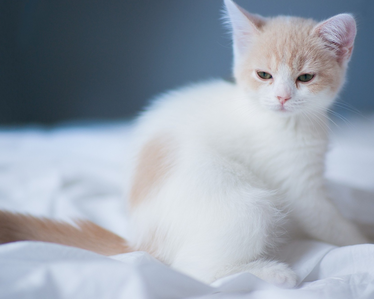 Маленький белый сонный кот