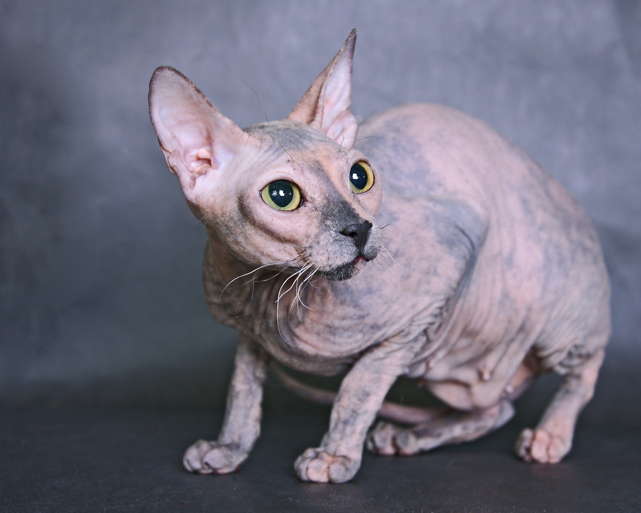 Кот сфинкс на сером фоне