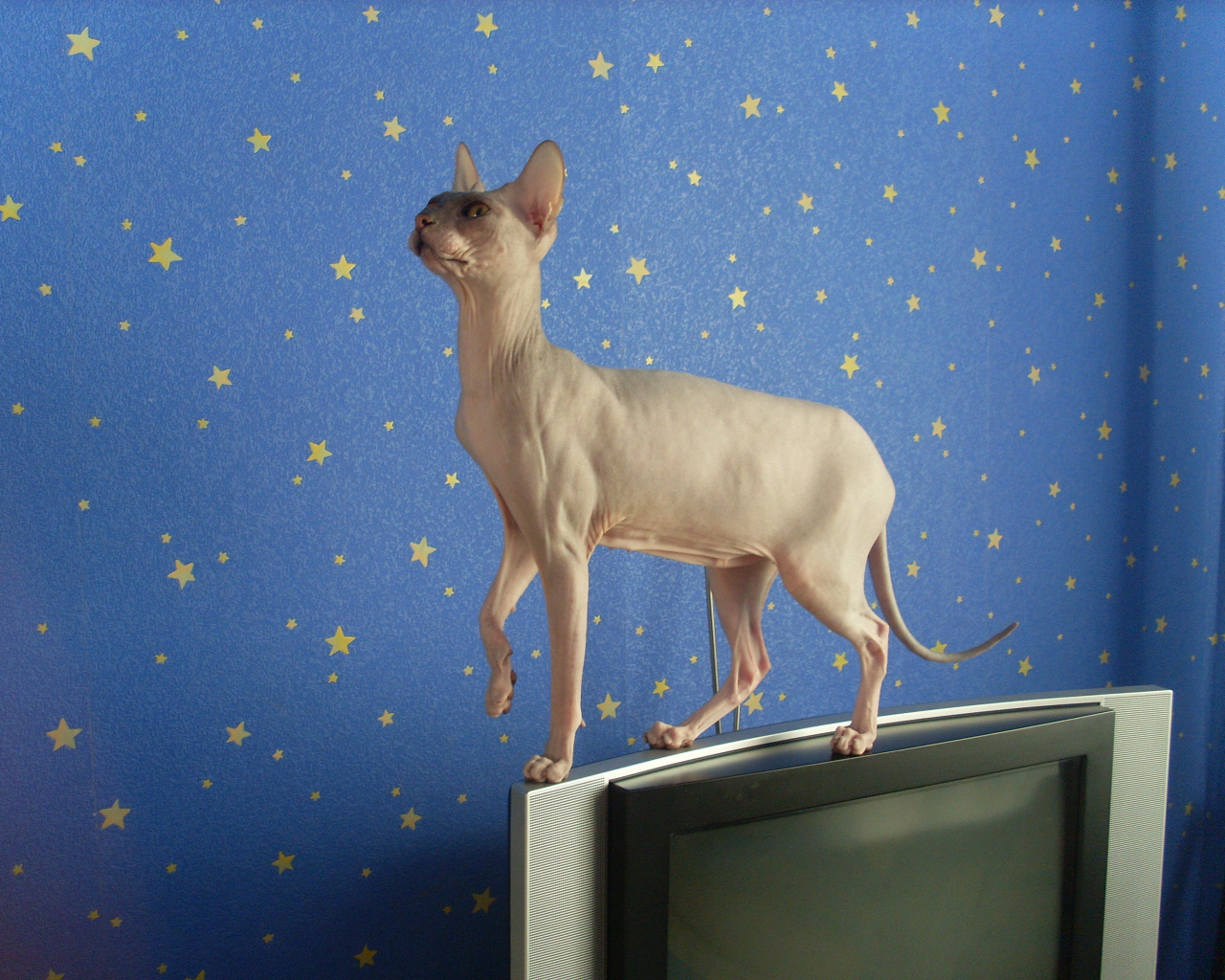 Кот сфинкс стоит на телевизоре