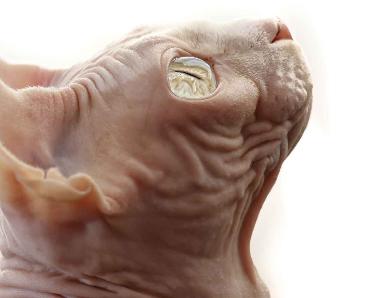 Кот сфинкс на белом фоне