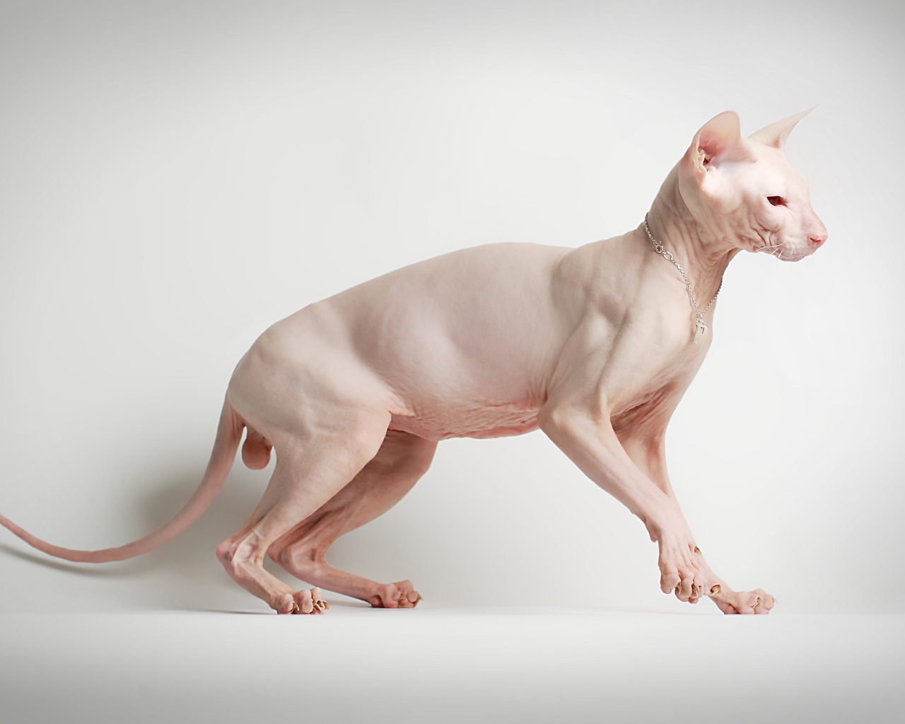 Кот сфинкс на белом фоне позирует