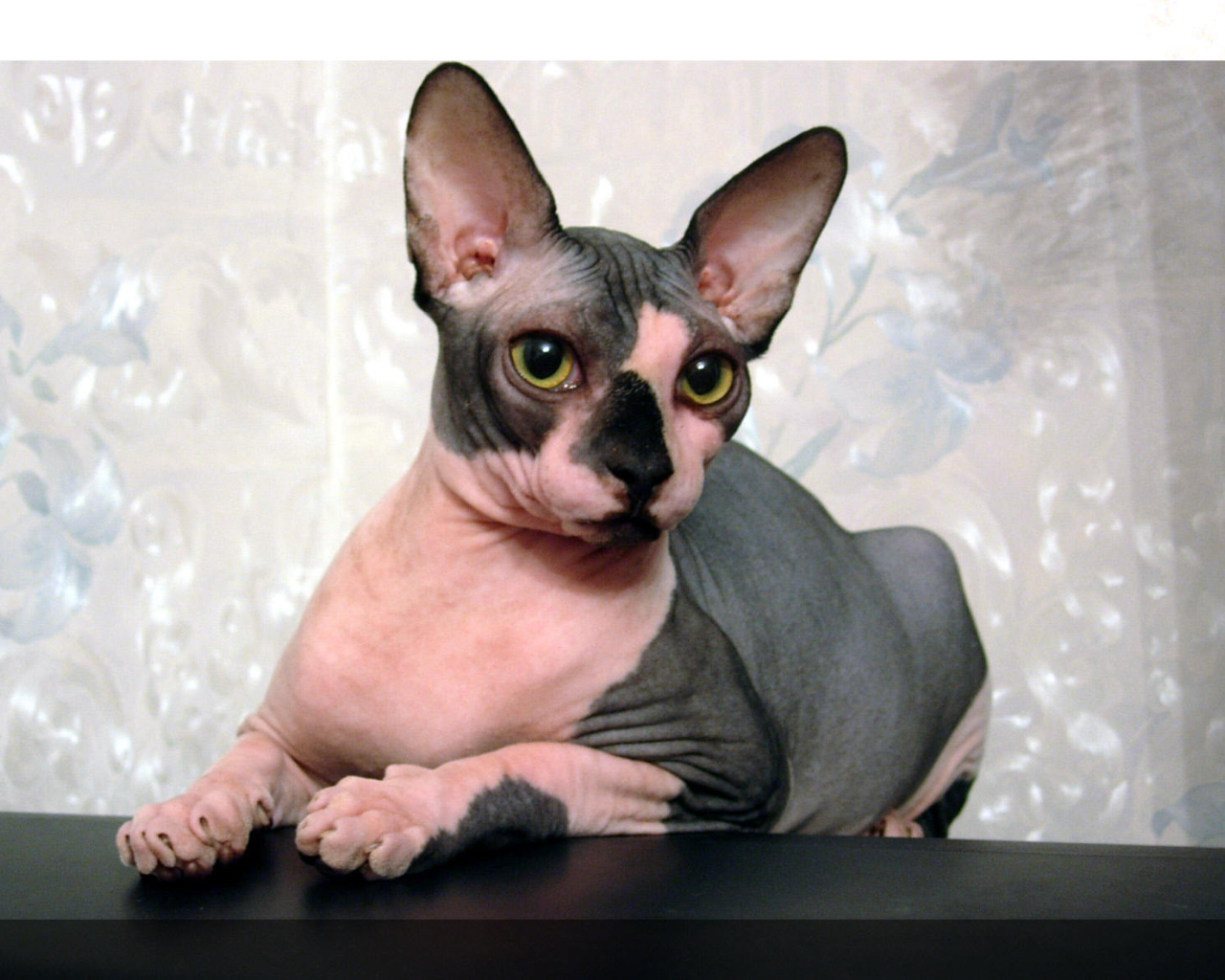 Кот сфинкс отдыхает на столе