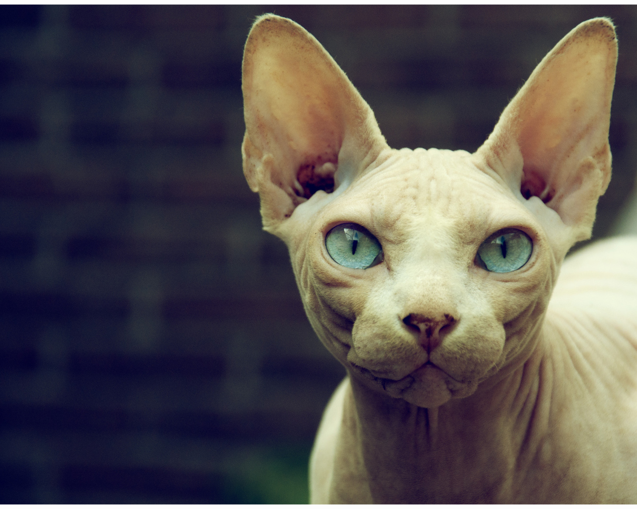 Кот сфинкс с голубыми глазами