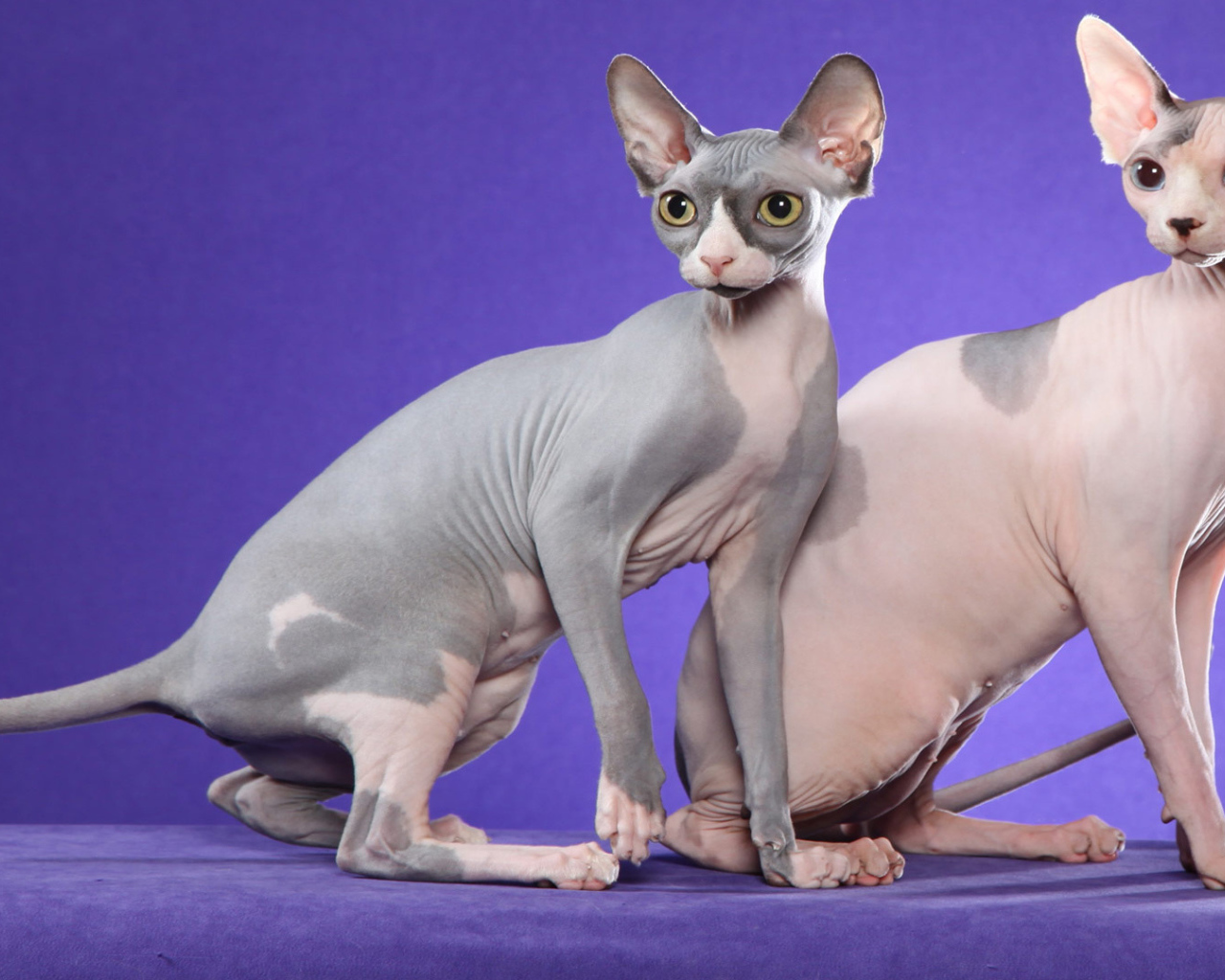 Коты сфинкс на фиолетовом фоне