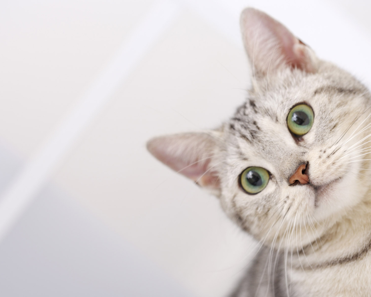 Полосатый серый кот с зелёными глазами