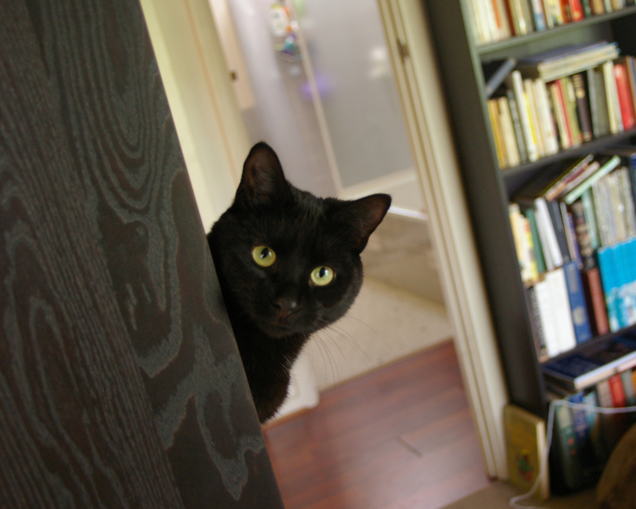 Подозрительный чёрный кот