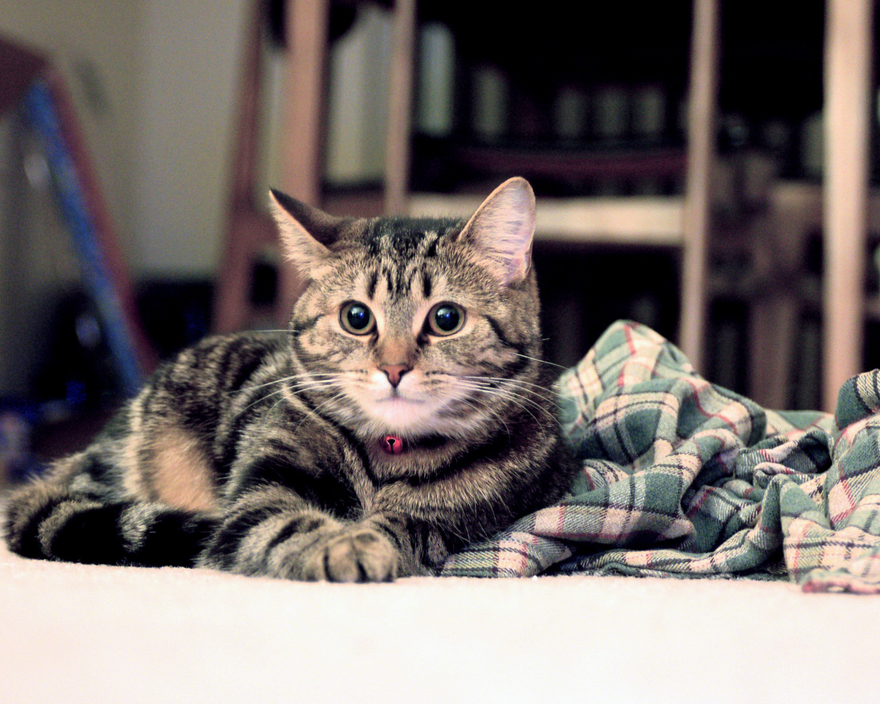 Полосатый котик