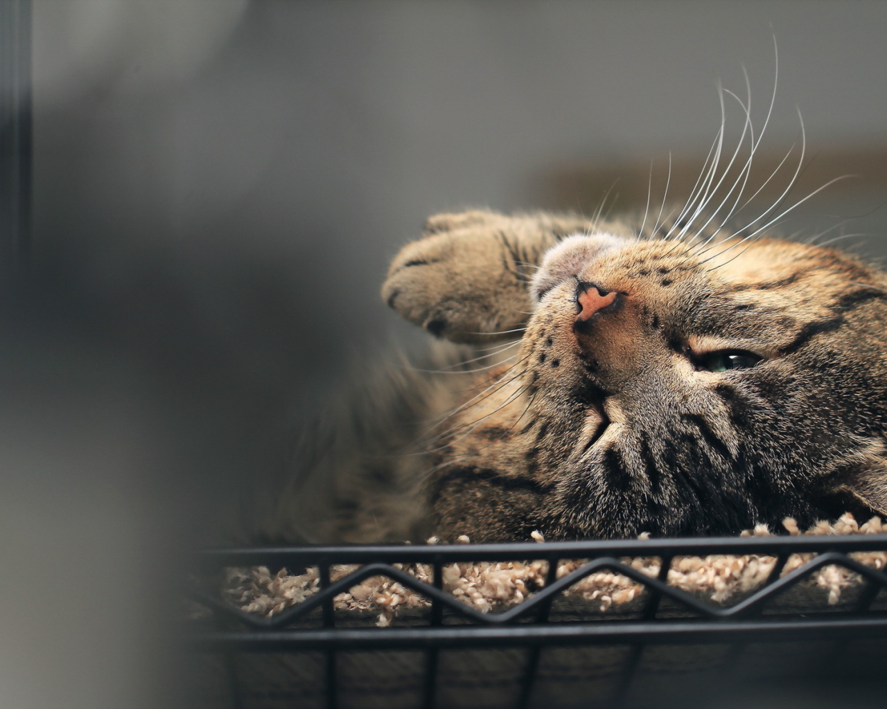 Полосатый кот нежится в постели