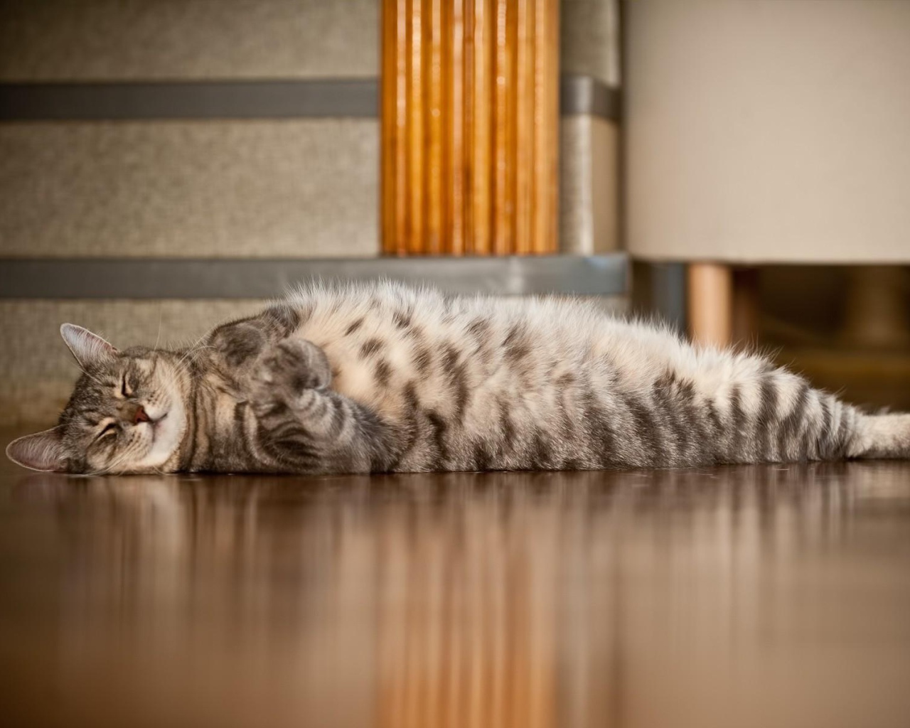 Полосатый кот развалился