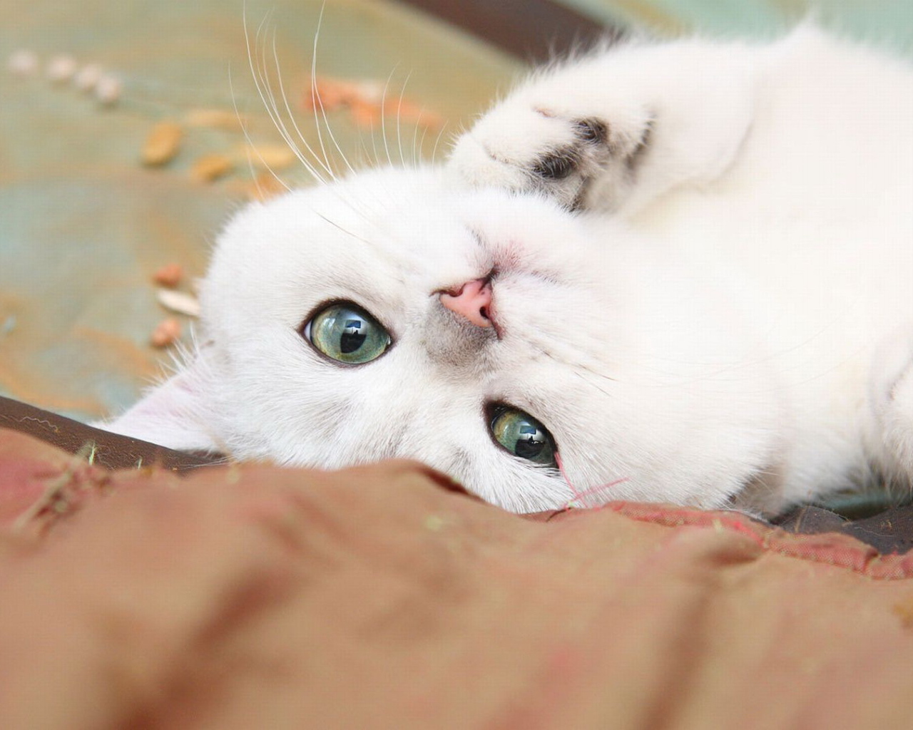 Нежный белый кот