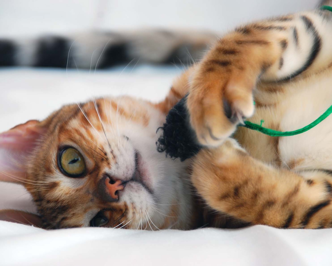 Бенгальский кот играется