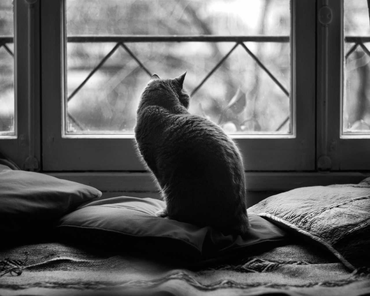 Кот в подушках, чёрно-белое фото