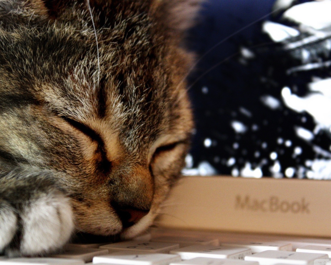 Кот спит на клавиатуре ноутбука