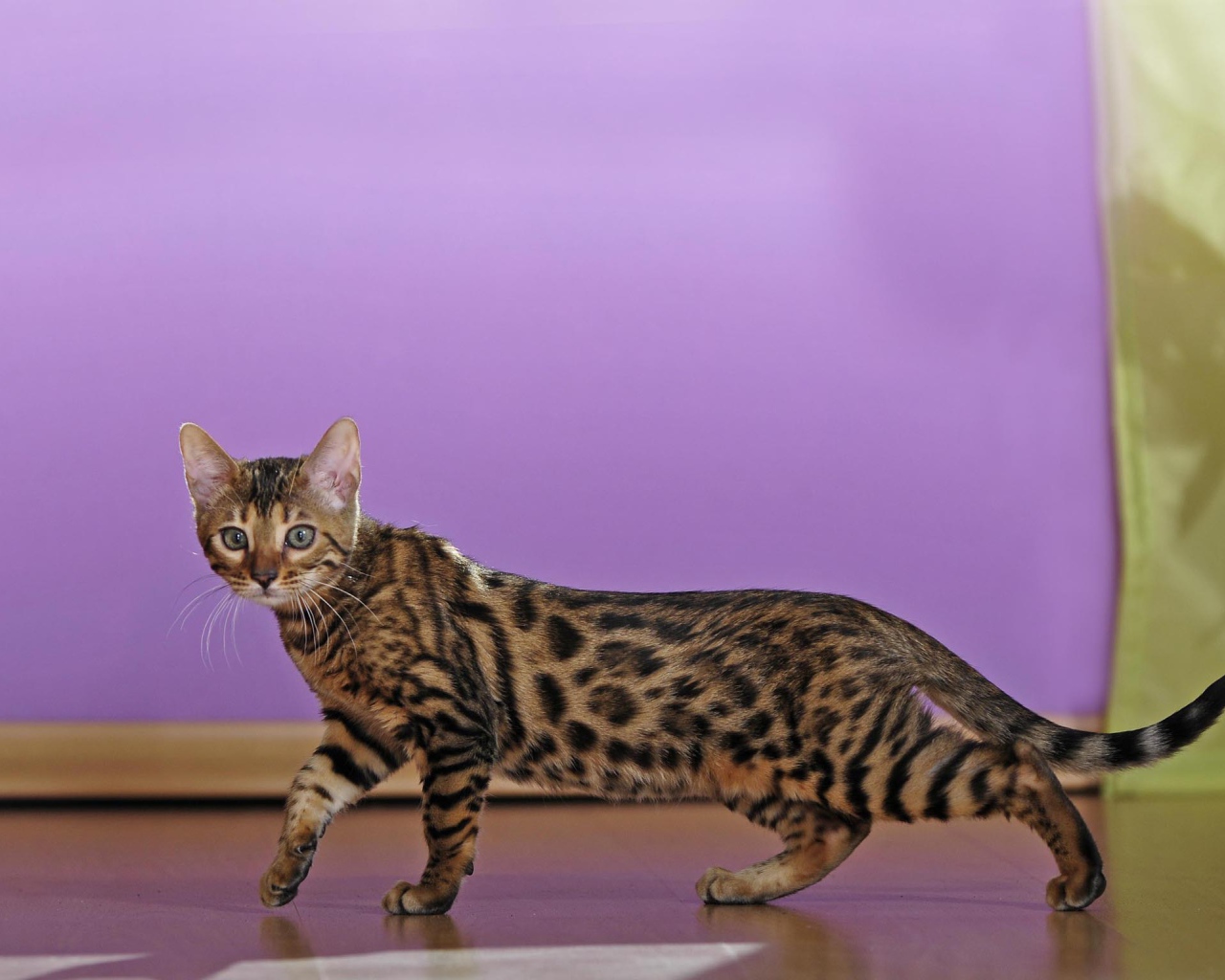 Молодой бенгальский кот крадётся