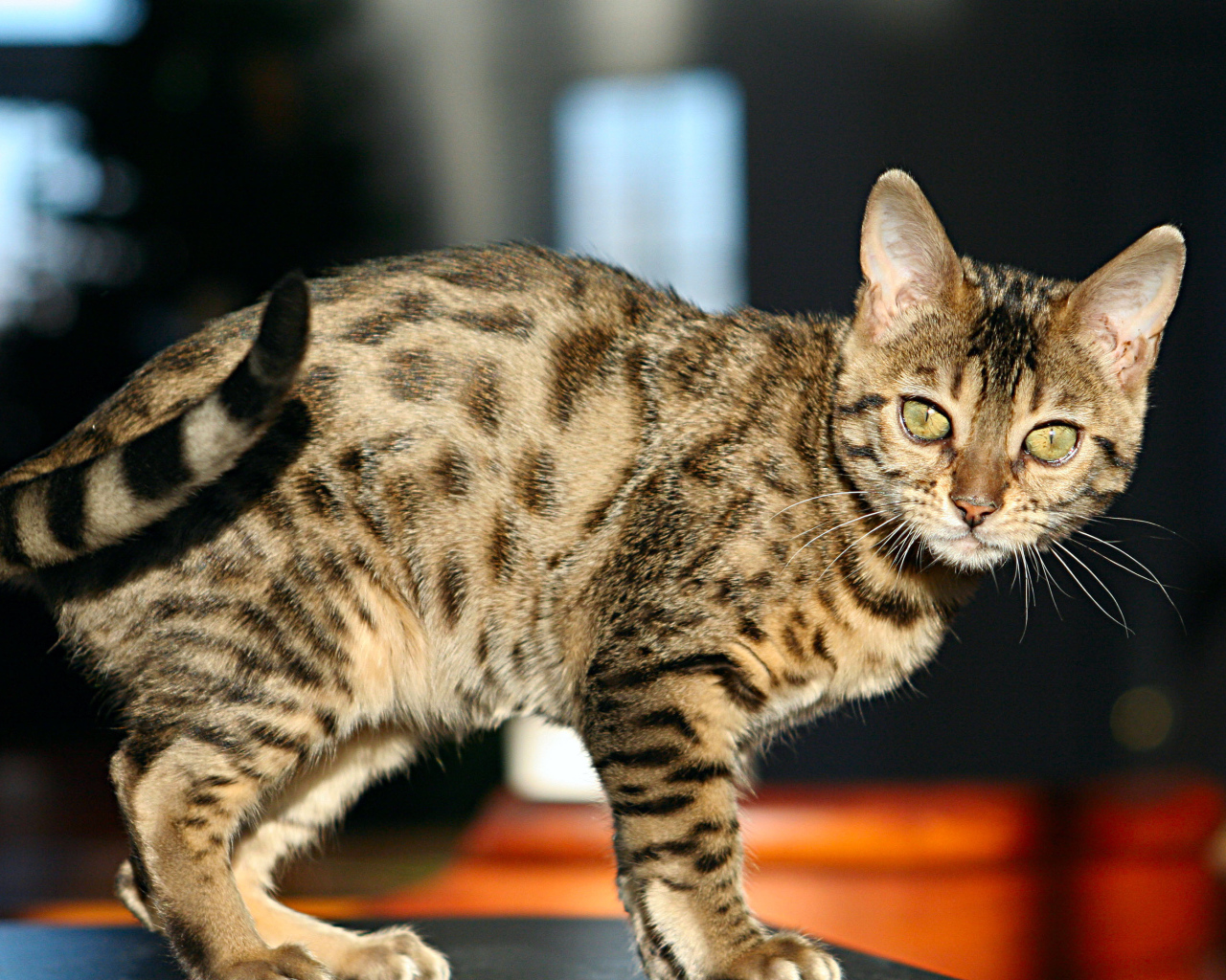 Молодой зеленоглазый бенгальский кот